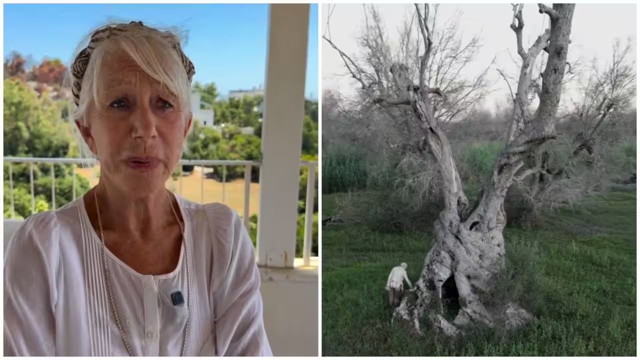 Helen Mirren, 81, Battles to Save Italy’s 1,500‑Year‑Old Olive Trees from Bacterial Outbreak