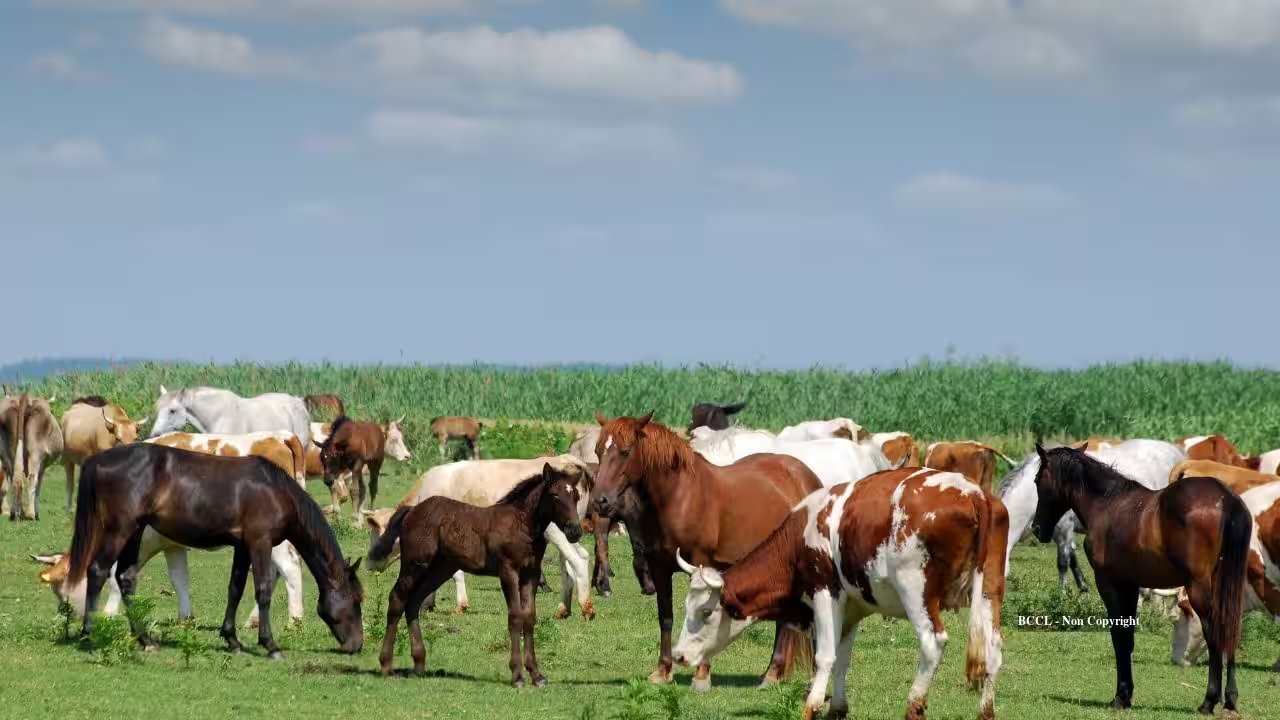 Creekland Farms Secures 2,000‑Acre Conservation Easement in Laurens County
