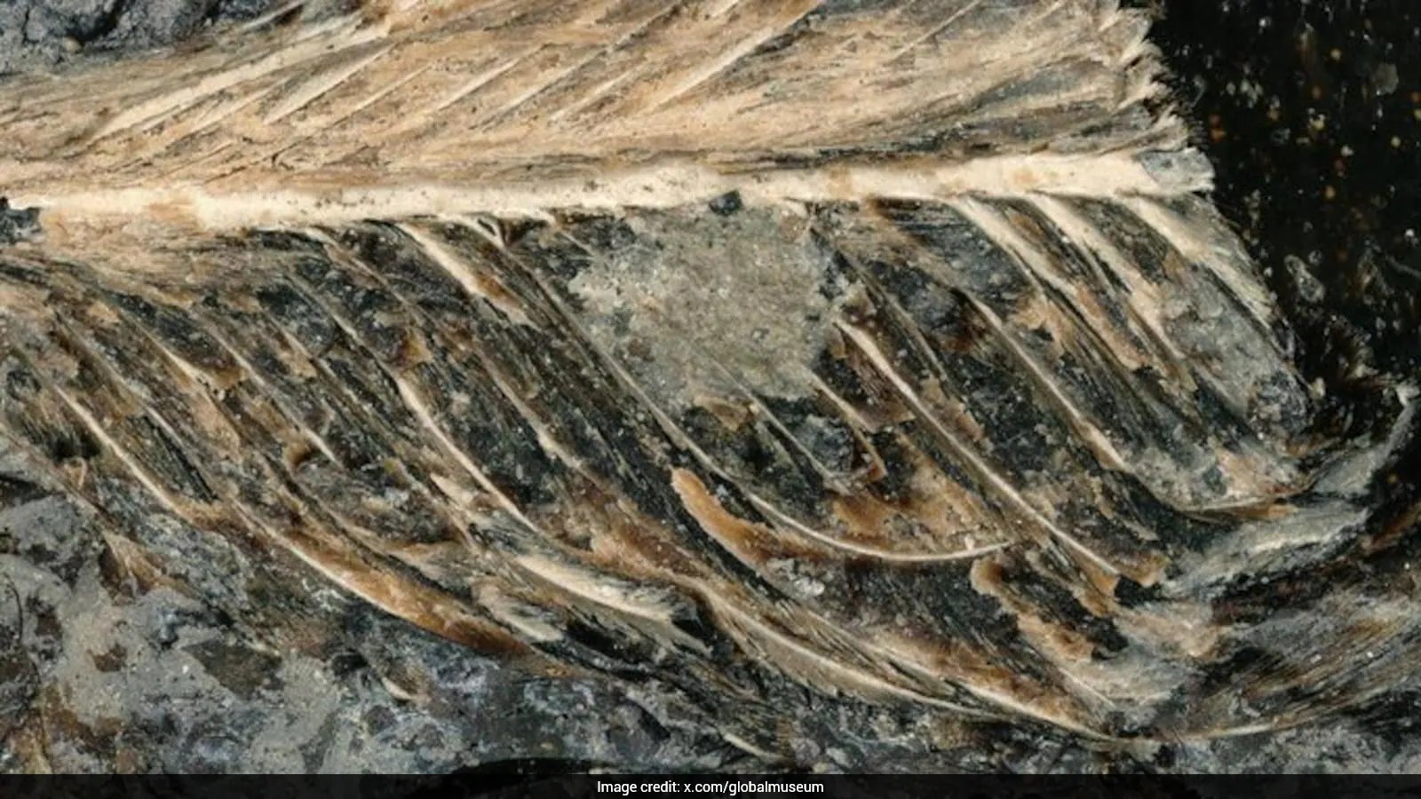 David DeMar Jr. Finds 66-Million-Year-Old Feathers in Montana Fossilized Poop