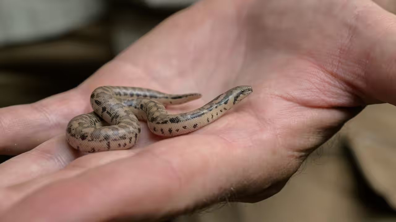 Prague Zoo First Time Breeds Three Rare Snakes, 16 Offspring