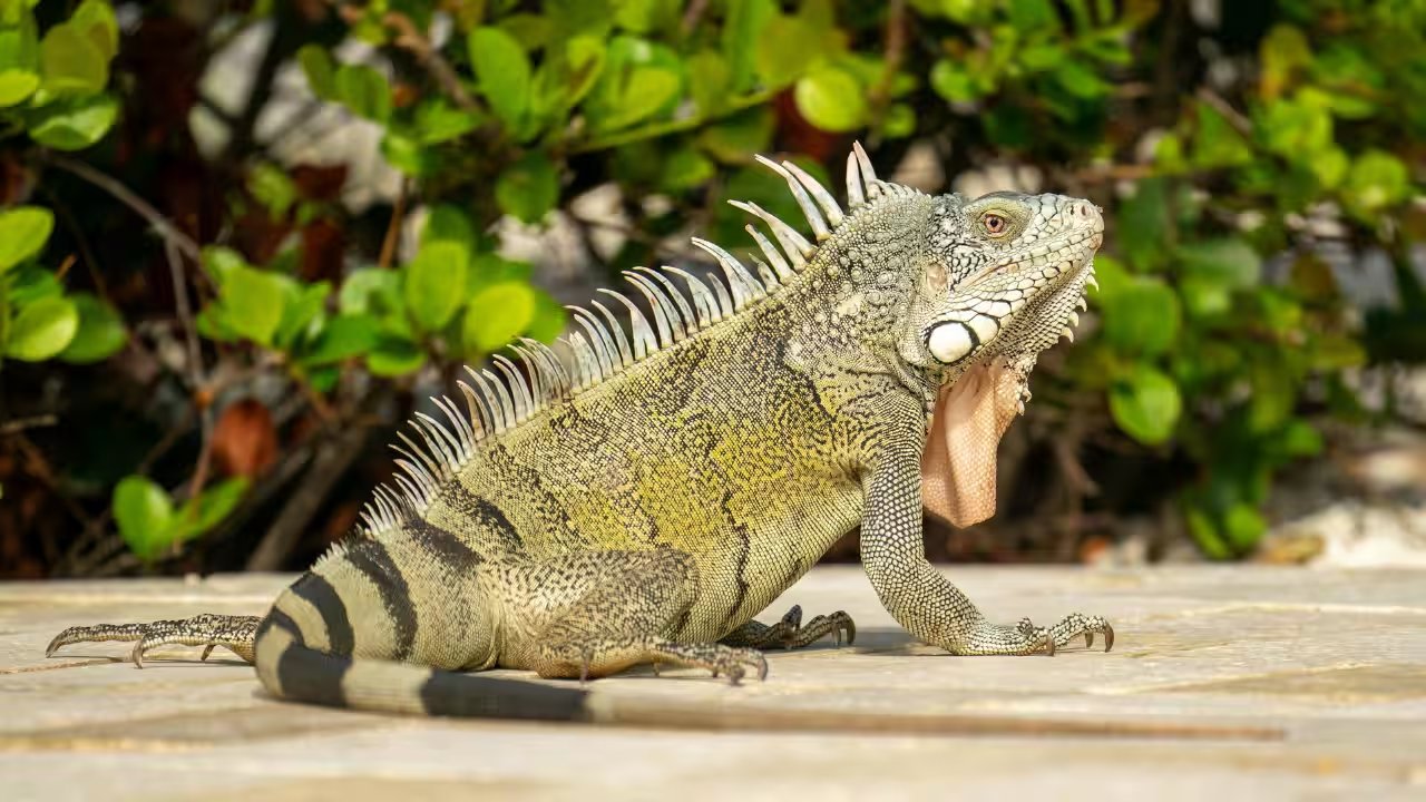 Boca Raton Mayor Thomson Secures 3-2 Vote on $100 Fine for Feeding Iguanas