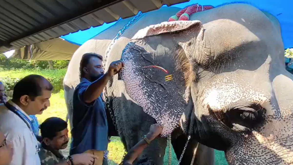 Kerala Trains 12 Captive Elephants to Vadakkunnathan Temple for Health Check
