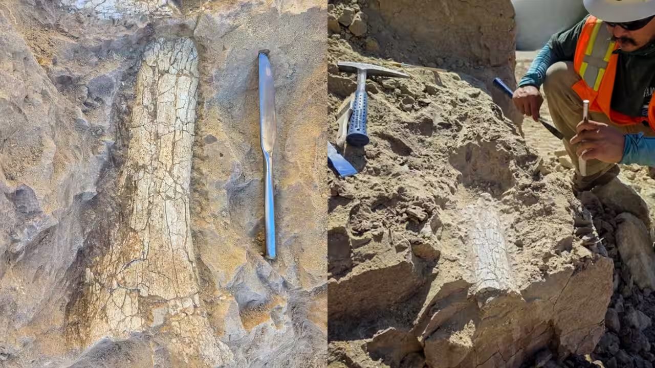 Oceanside Workers Discover 40‑Million‑Year‑Old Rhino‑Sized Fossil Beneath Roadworks