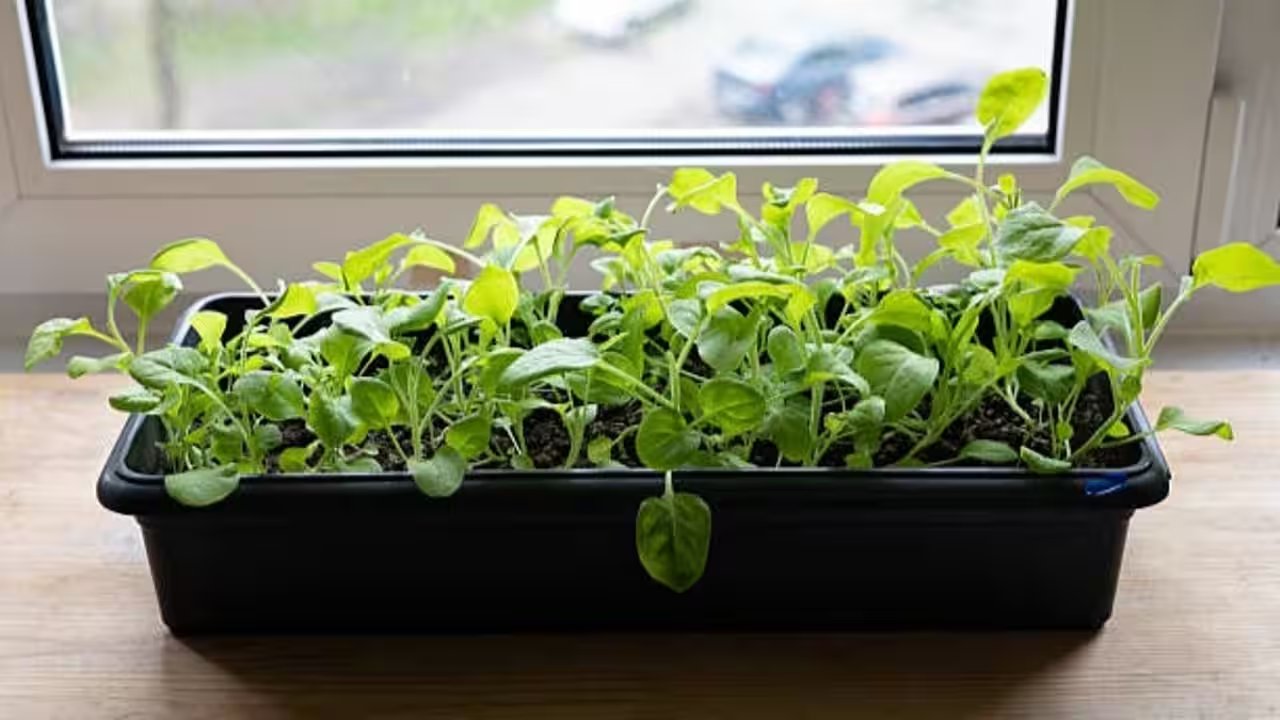 Grow Spinach Indoors Easily With These Five Simple Steps for Fresh Palak