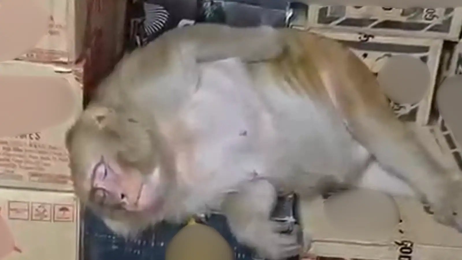 Ranchi Monkey Breaks Into Liquor Store, Drinks Half Bottle, Passes Out