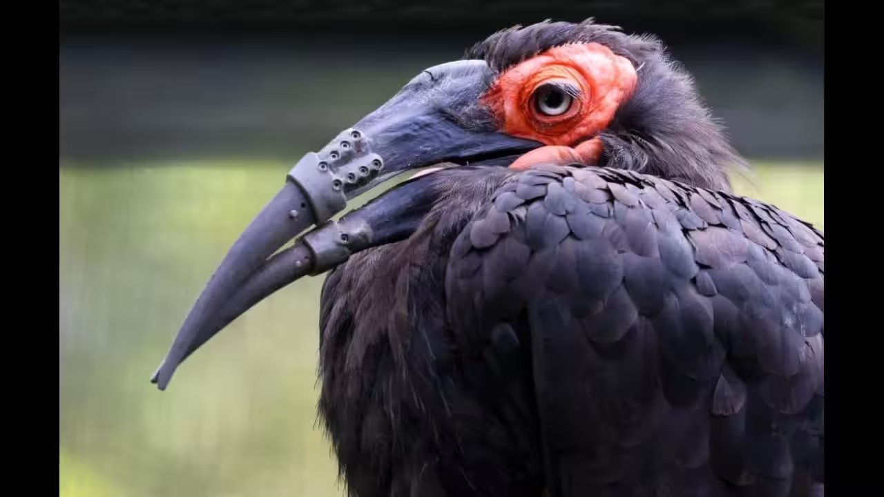 3D‑Printed Titanium Beak Prosthesis: A Breakthrough in Pet Care