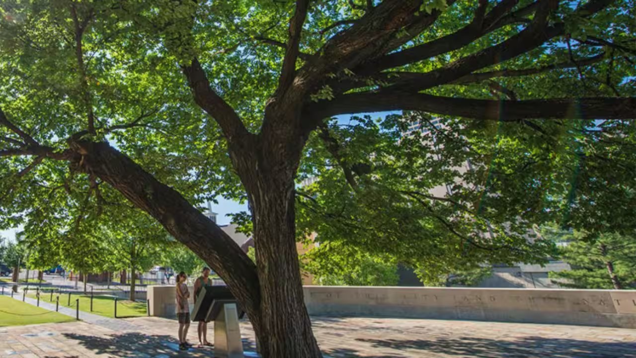 Oklahoma City’s Survivor Tree Endures 4,000‑Pound Bomb and City’s Transformation