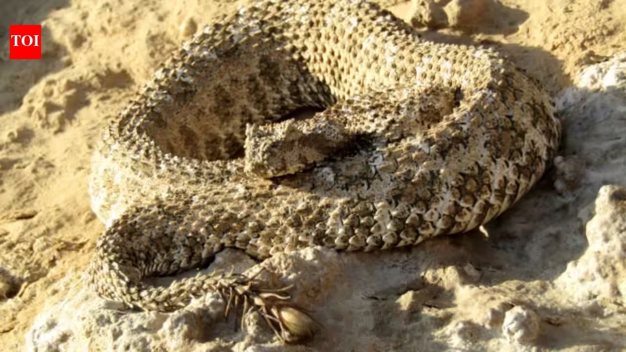 Niacinamide Serum Inspired by Dragon Snake: Strengthen Your Skin Barrier Today