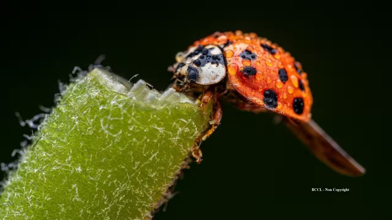 US Introduces Asian Lady Beetle in 1916; Now Invasive Across 50 States