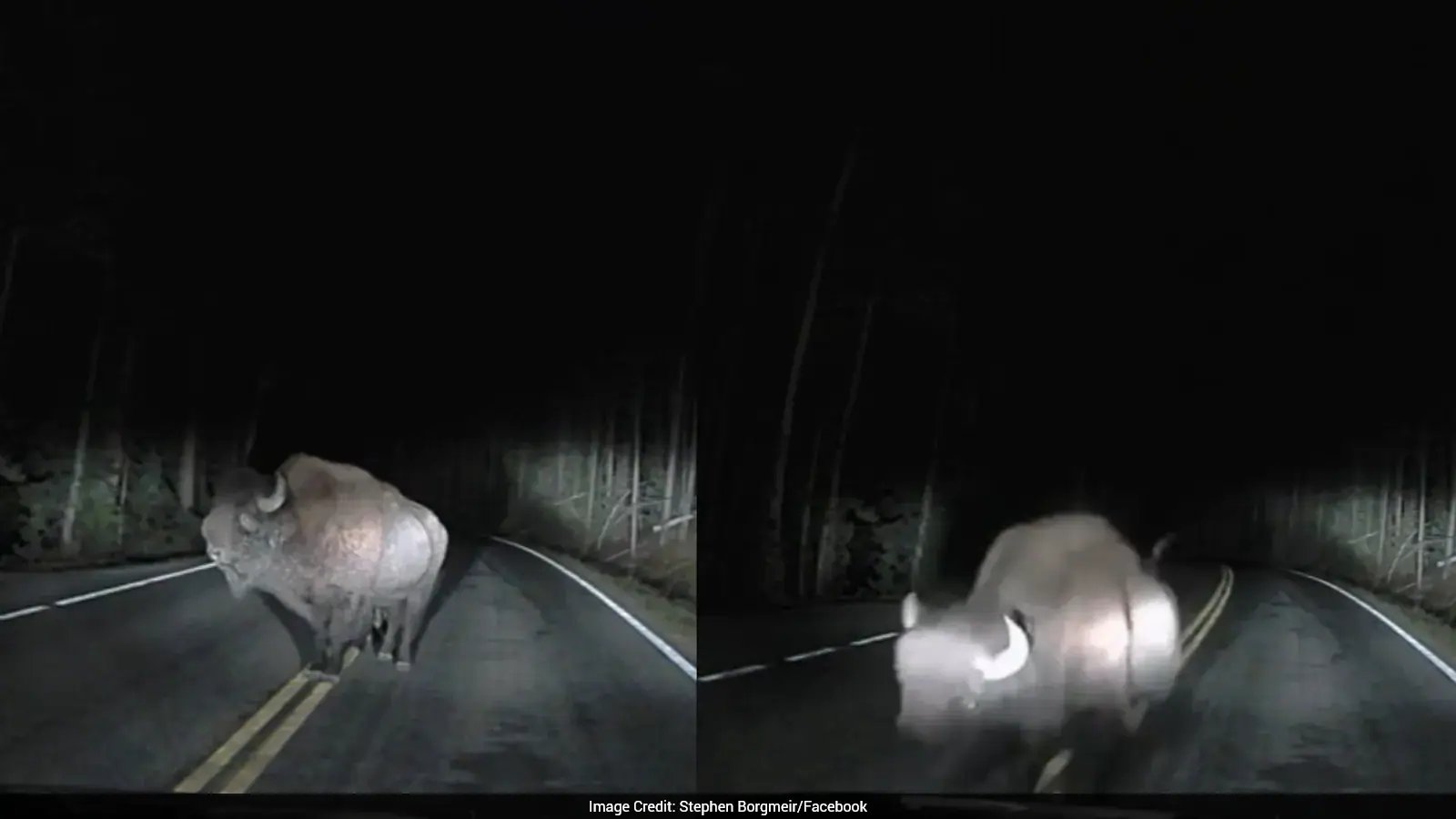 Yellowstone Bison Charges Into Kyle Weber's Ford Ranger at 2:45 a.m.