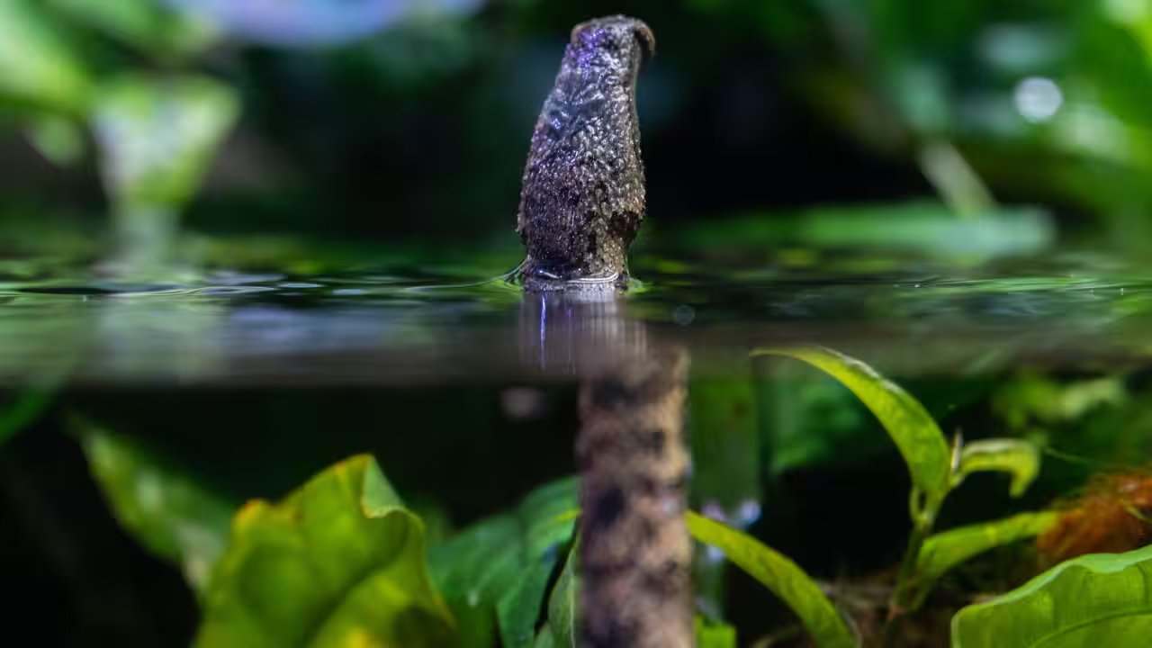 Erpeton tentaculatum: A Snake’s Feint That Teaches Quick Decision‑Making in Self‑Care