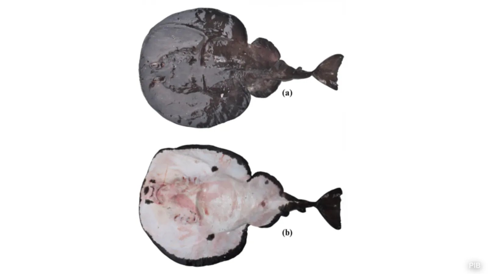 ZSI Discovers First Tetronarce Species in Northern Indian Ocean, 2026