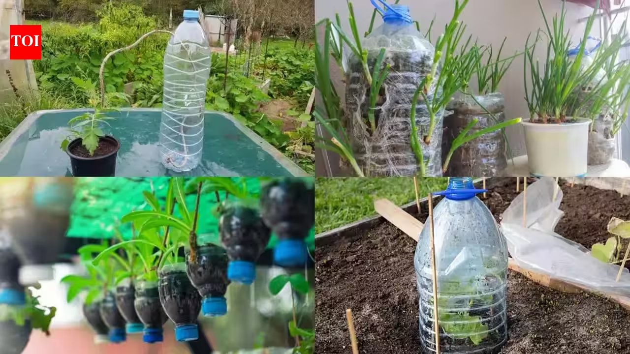 Bangalore Balcony Herb Growers: DIY Self‑Watering Bottle Planter