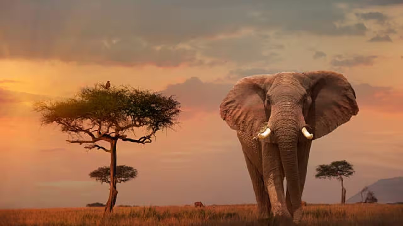 DiCaprio Pledges $1 Million to Elephant Crisis Fund at Malibu Gala