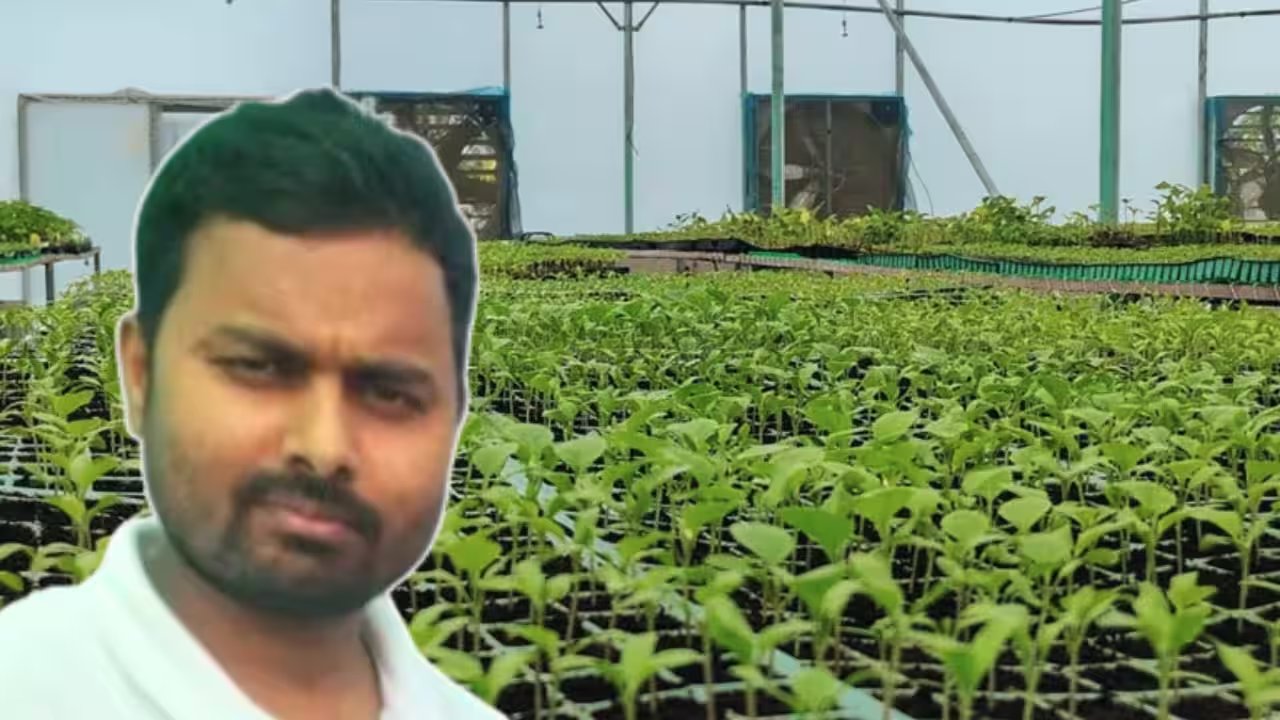 Gaurav Maurya’s Grafted Brinjal Seedlings: Home‑Gardeners Get ₹60 Lakh Secrets