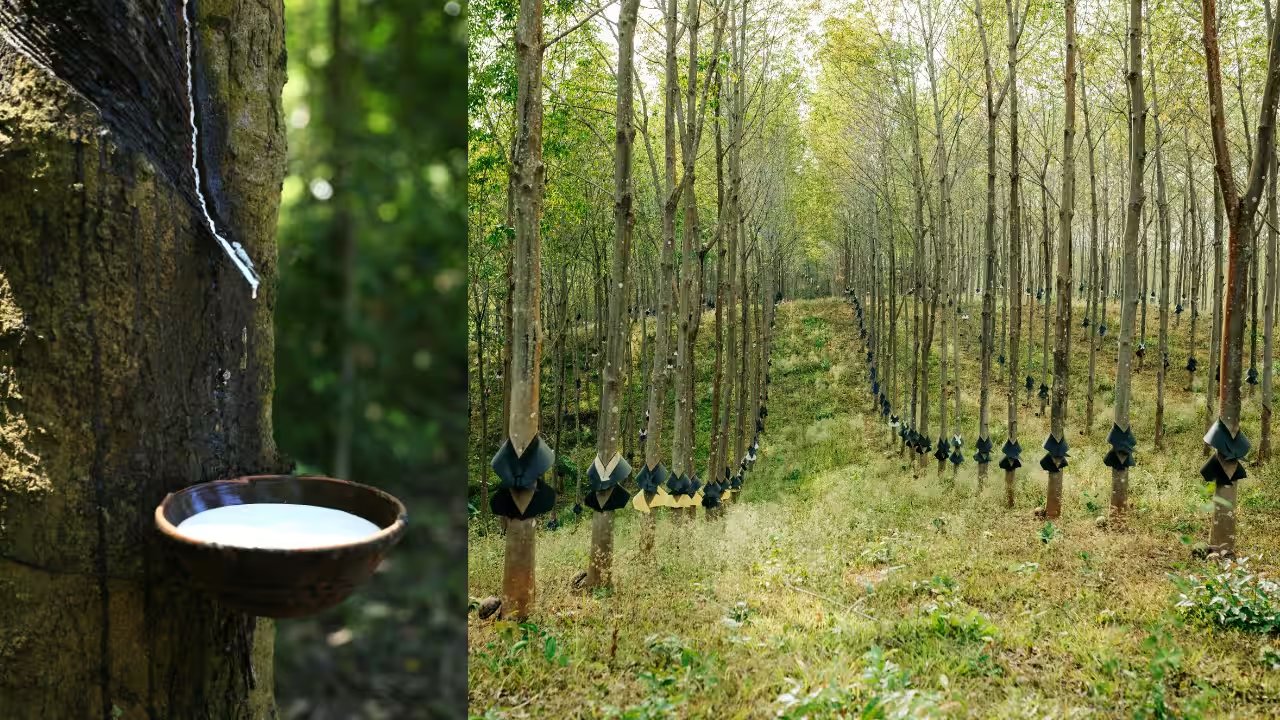 Queensland's 1860s Garden Ornament Now Smothers 700,000 Hectares of Native Forest