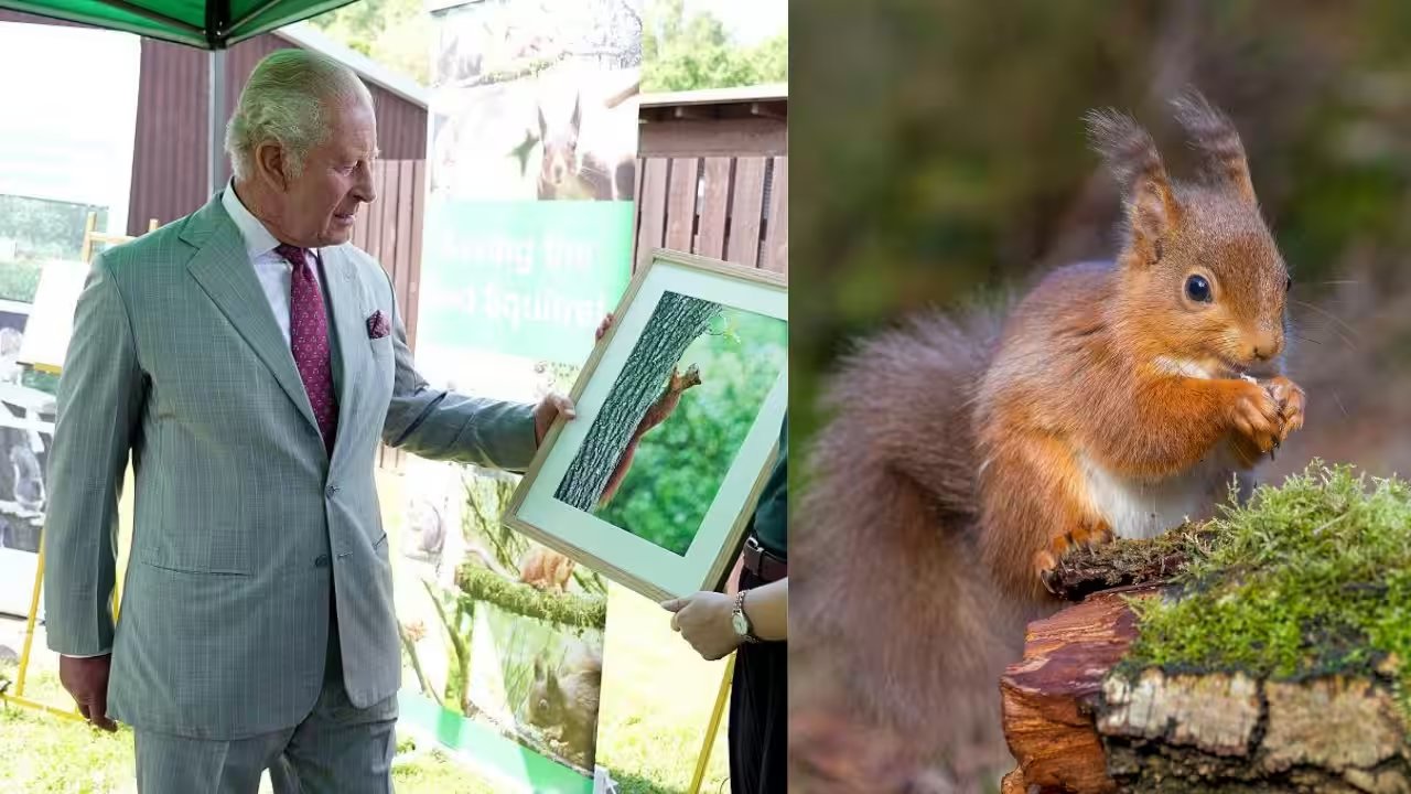 King Charles Visits North Yorkshire Biotech Campus to Test Grey Squirrel Contraceptive
