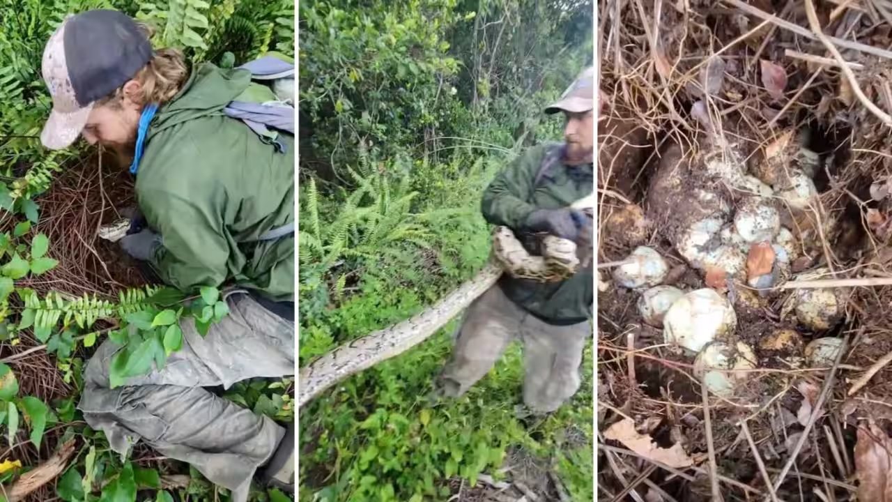 Florida crew removes python and its clutch of dozens of eggs from fern thicket