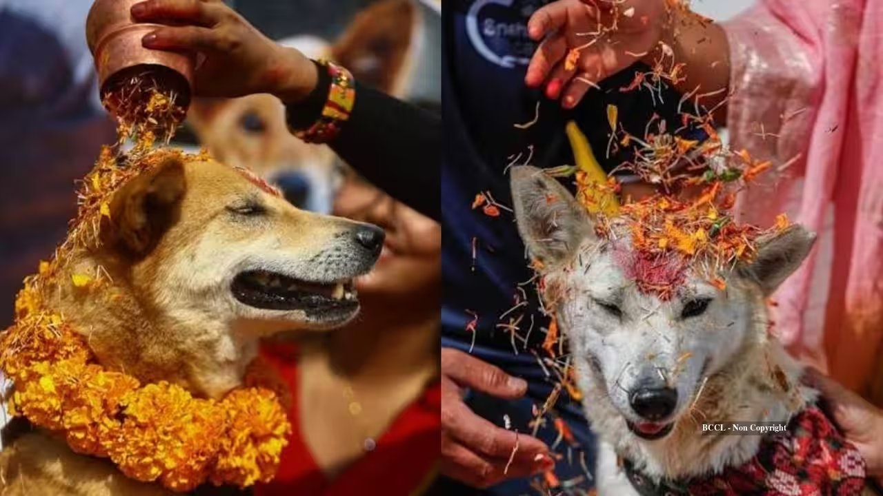 Kukur Tihar Inspired Marigold Glow Mist: DIY Brightening Facial Spray