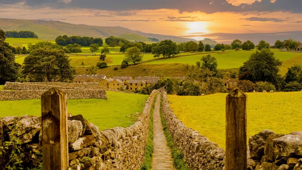 UK Farmers Reverse 83% Corn Bunting Decline With 346% Population Surge on 13,500 Hectares