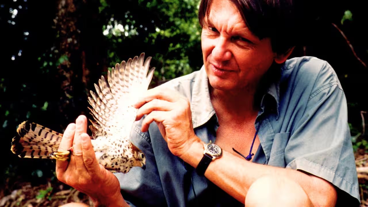 Carl Jones Lifts Mauritius Kestrel From Four Birds to 600, Yet Species Remains Endangered